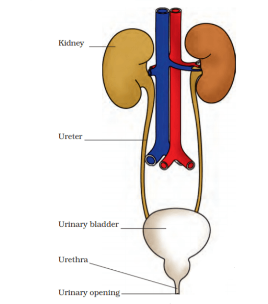 Human excretory system